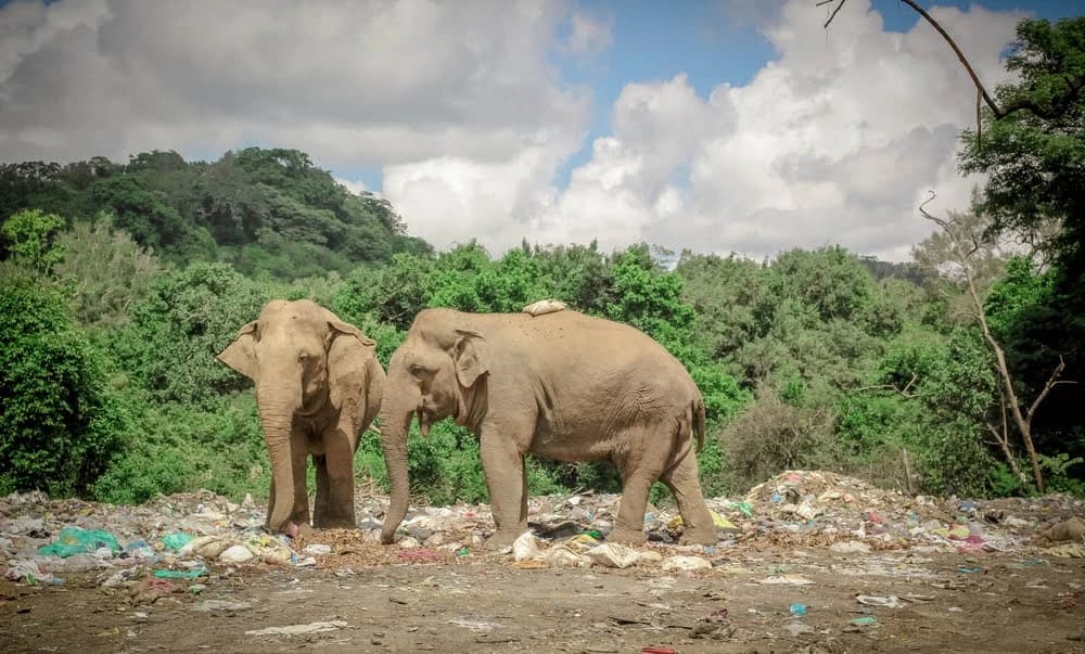 Make in India, Recycle in India: The Rise of rPET Recycling in the Country